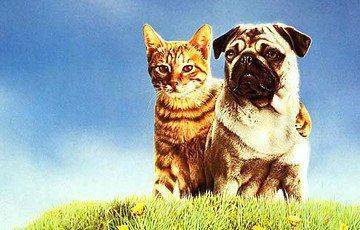 Ученые рассказали, как проверить человеческий возраст вашей кошки и собаки? - mur.tv