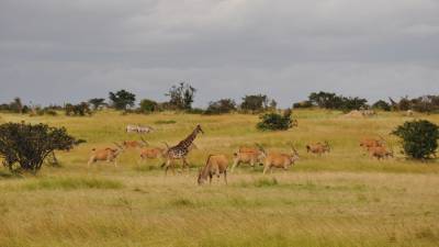 Кения: почему вам стоит побывать в Африке - vogue.ru - Сша - республика Алтай - Кения - Эмираты