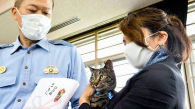 В Японии кошку, спасшую человека, назначили полицмейстером - mur.tv - Япония - Тояма