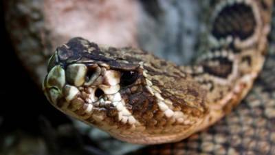 Мальчик из Австралии чуть не съел змею, “поселившуюся” в салате - mur.tv - Австралия