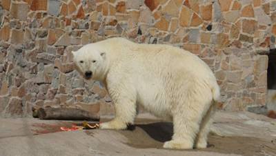 В Ленинградском зоопарке умерла белая медведица Услада - mur.tv - Китай - Чехия - Казань - Канада - Австралия - Санкт-Петербург - Япония