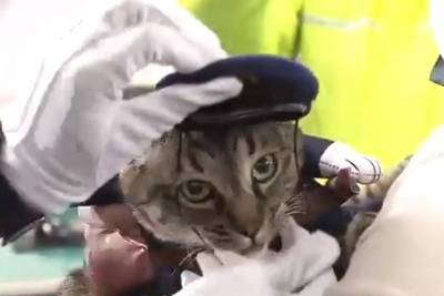 Кошка, спасшая человека в Японии, на день стала главой полицейского управления - mur.tv - Япония - Тояма