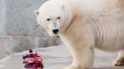 Умерла символ Ленинградского зоопарка белый медведь Услада - mur.tv - Китай - Чехия - Канада - Австралия - Санкт-Петербург - Япония