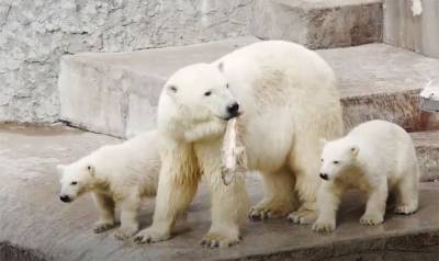 В Ленинградском зоопарке умерла одна из старейших белых медведиц - mur.tv