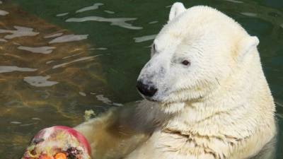 Умерла белая медведица Услада, ставшая символом Ленинградского зоопарка - mur.tv - Санкт-Петербург