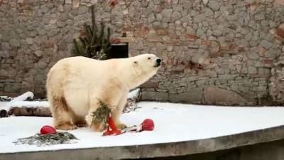 Видео из Сети. В Ленинградском зоопарке умерла старейшая в мире медведица - mur.tv