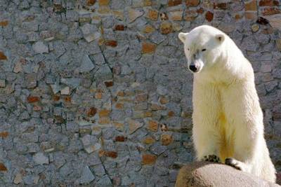 Одна из старейших белых медведиц умерла в Ленинградском зоопарке - mur.tv - Китай - Чехия - Канада - Австралия - Санкт-Петербург - Япония