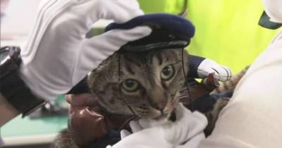 Кошку назначили главой полицейского управления за спасение человека - mur.tv - Япония - Тояма