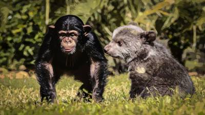Медвежонок и шимпанзе из турецкого зоопарка стали лучшими друзьями. - mur.tv