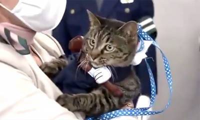 В Японии кошка стала начальником полиции - mur.tv - Япония