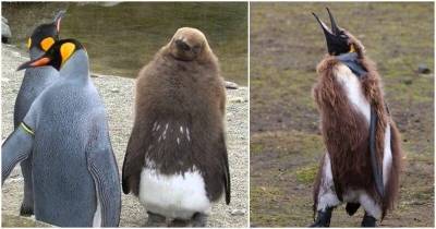 Наполовину плешивые: трансформация птенцов пингвинов во взрослых особей - mur.tv