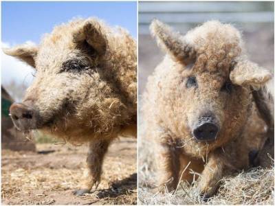 Мангалицы – кудрявые свиньи, похожие на овец - mur.tv
