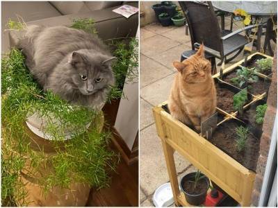 20 смешных котов, которые решили притвориться растениями - mur.tv