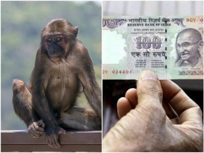 Индийские воры научили обезьян забирать у людей деньги - mur.tv - Индия - Нью-Дели