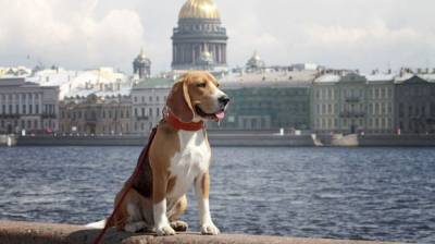 Владельцев собак предостерегли от оставления питомцев у магазинов - mur.tv - Россия
