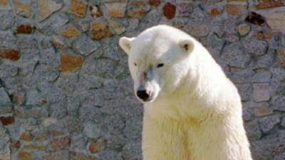 В Ленинградском зоопарке умерла старейшая белая медведица - mur.tv