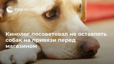 Владимир Голубев - Кинолог посоветовал не оставлять собак на привязи перед магазином - mur.tv - Россия - Москва