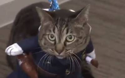 В Японии кошка после спасения человека стала начальником полиции - mur.tv - Япония