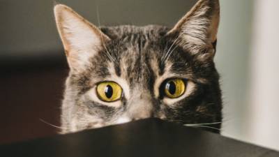 Как кошки видят мир: все о кошачьем зрении - mur.tv