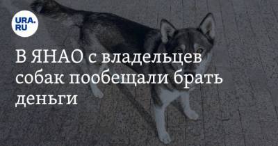 В ЯНАО с владельцев собак пообещали брать деньги - mur.tv - округ Янао