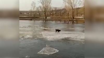 Корова спаслась со льдины в половодье и попала на видео - mur.tv - республика Башкирия