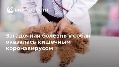 Загадочная болезнь у собак оказалась кишечным коронавирусом - mur.tv - Москва - Англия