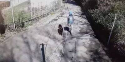 Обычное предательство: видеокамера приюта для животных сняла шокирующие кадры - mur.tv