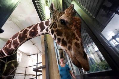 Кенийский жираф вышел в уличный вольер в Московском зоопарке - mur.tv