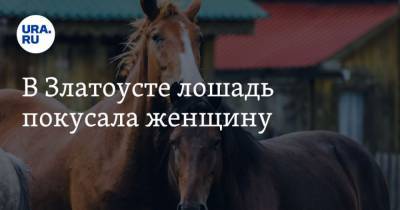 В Златоусте лошадь покусала женщину - mur.tv - Челябинская обл.