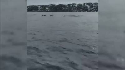 Александр Матвеев - Наперегонки с дельфинами: мурманский рыбак выложил забавное видео - mur.tv - Россия