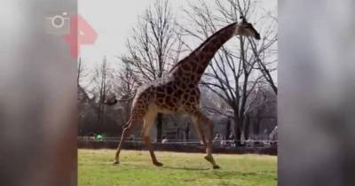 Жираф сильно обрадовался весне и устроил забег в московском зоопарке - mur.tv