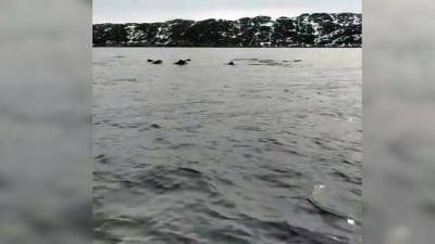 Александр Матвеев - Видео из Сети. Наперегонки с дельфинами: мурманский рыбак выложил забавное видео - mur.tv - Мурманск
