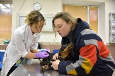 Ученые выяснили причину вспышки кишечной инфекции у собак - mur.tv - Англия