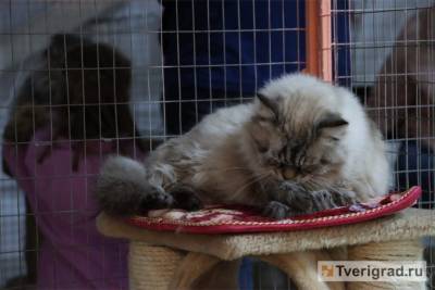 В Твери зоозащитники пожаловались в прокуратуру на выставку кошек - mur.tv - Тверь