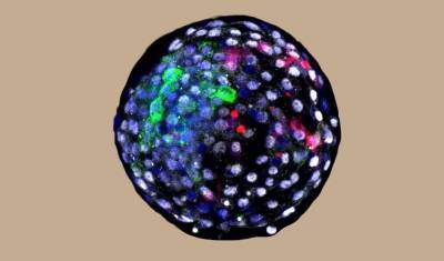 Ученые создали искусственные гибридные эмбрионы человека и обезьяны - mur.tv - Сша