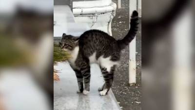 Видео из Сети. Отважный кот в Сочи расправился с собаками одним взглядом - mur.tv - Сочи