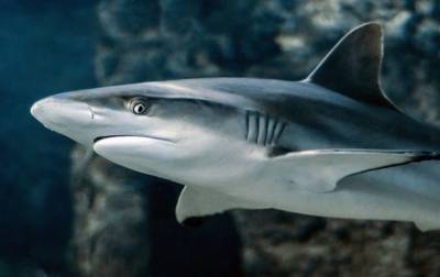 Дайвер выжил в воде, кишащей акулами - mur.tv - Австралия