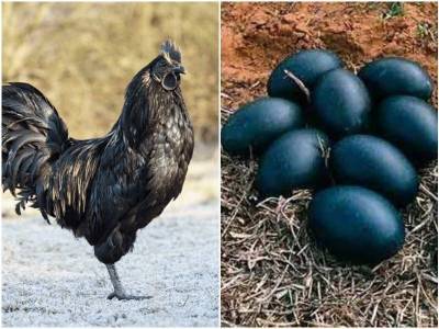 7 интересных фактов о черных курицах аям-чемани - mur.tv - Индонезия