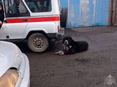 В Кемерове крупная собака на улице напугала горожан - mur.tv