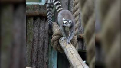 Видео из Сети. В зоопарке лемуры устроили охоту на саранчу - mur.tv