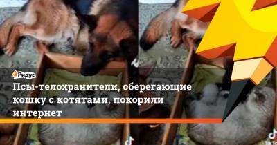 Псы-телохранители, оберегающие кошку скотятами, покорили интернет - mur.tv