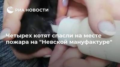 Четырех котят спасли на месте пожара на “Невской мануфактуре” - mur.tv - Санкт-Петербург