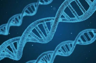 Генетики создали химерные эмбрионы человека и обезьяны - mur.tv - Китай - Сша