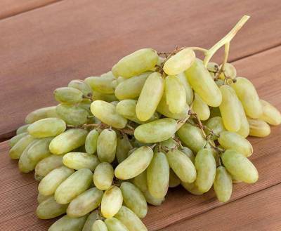 Сорт винограда Дамские пальчики: фото, описание, отзывы, характеристика - sadogorod.club - Виноград