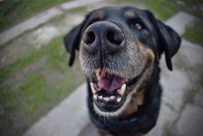 Ученые заявили, что собаки могут учуять COVID-19 почти со стопроцентной точностью - mur.tv