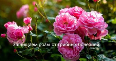 Защищаем розы от грибных болезней - sadogorod.club