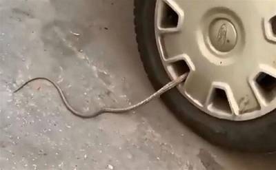Туляки заметили странную змею в колесе машины - mur.tv