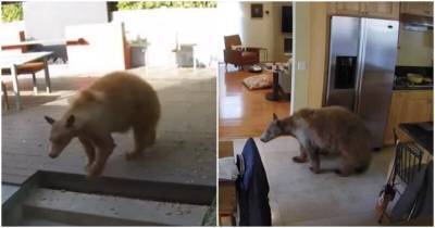 Медведь забрался в дом, пока хозяев не было, но миниатюрные собаки дали отпор хищнику - mur.tv