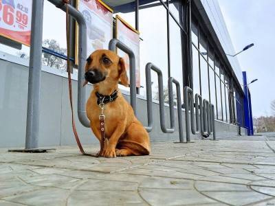 Владимир Голубев - Кинолог посоветовал не оставлять собак на привязи у магазинов - mur.tv - Россия