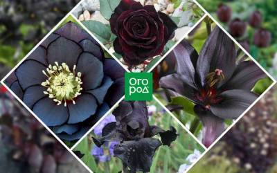 Черные цветы: 15 видов растений с темными бутонами и листьями - sadogorod.club